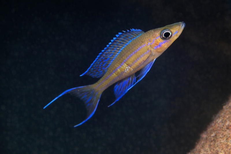 Paracyprichromis nigripinnis 'Kantalamba'